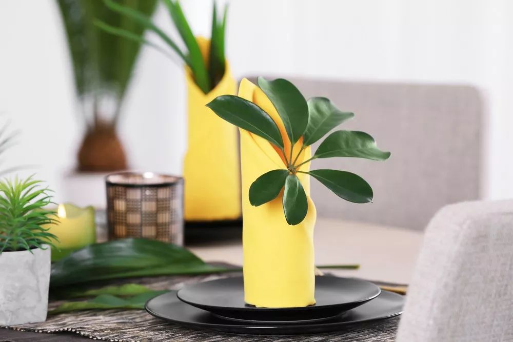 去除厨房油烟植物,家庭除油烟异味好方法