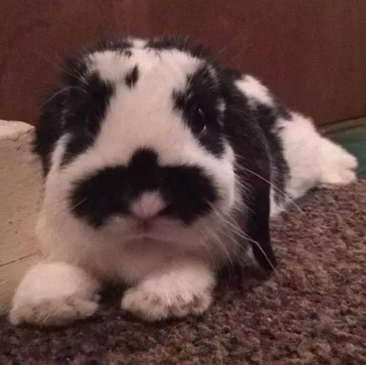 家里养了一只猫又带回来两只猫,网友养了二只猫