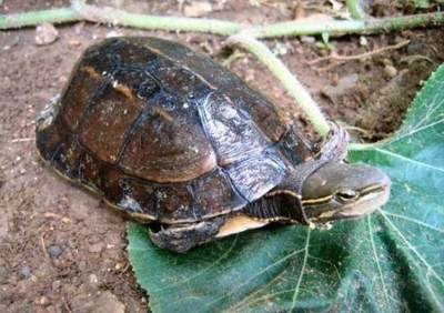 两栖龟陆龟海龟区别,陆地龟和陆龟是一个品种吗