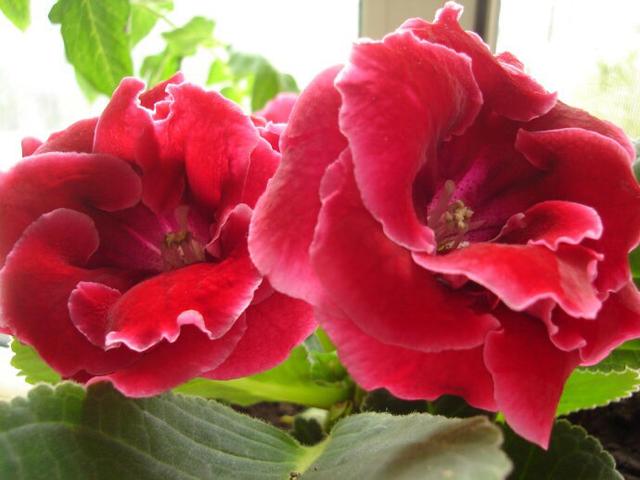 五月开花菊花的养护,又好养又好看的彩色菊花