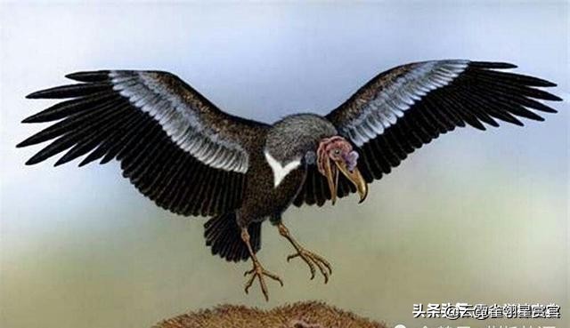 史前时期不会飞的巨鸟,十大最可怕巨型恐龙