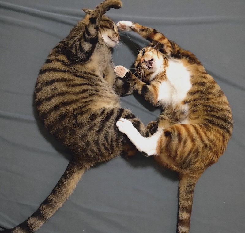 养了一对猫兄妹怎么办,养兄妹猫好不好