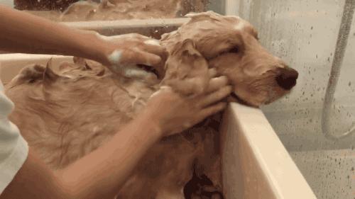 狗狗不爱干净经常洗澡怎么办,狗狗不爱洗澡怎么办