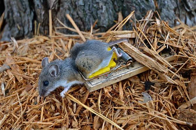蝎子养殖如何避免蝎子互咬,蝎子的最佳防治方法