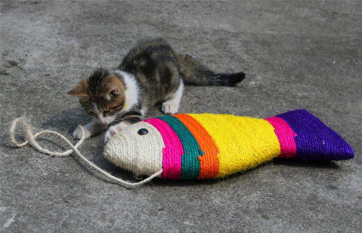 辟谣，猫咪也会被鱼刺卡喉咙，避免伤害只需做到：拒喂鱼骨