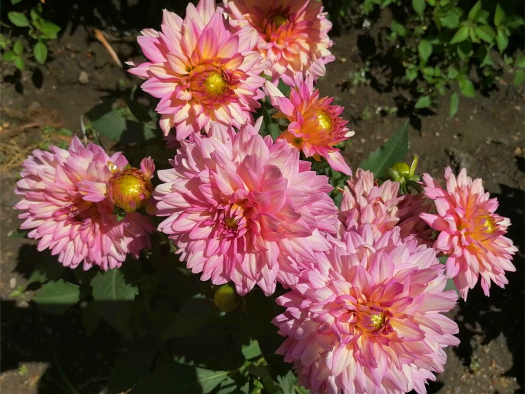 小丽花开花时可换盆,小丽花施什么肥开花多