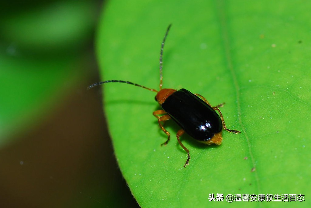 了解昆虫的基本知识,昆虫里面到底有哪些你不认识的