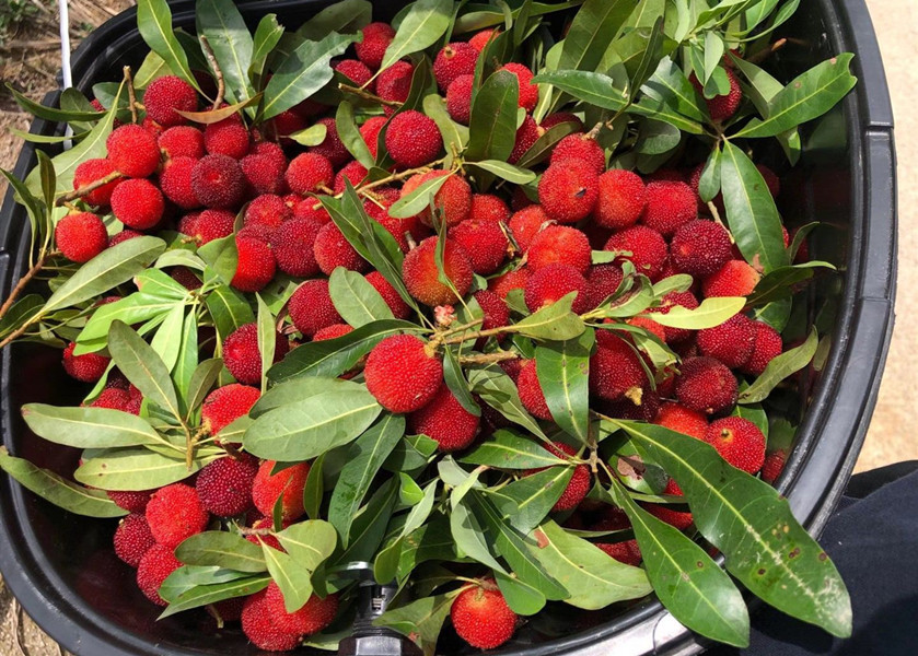 含碱性的食物和水果蔬菜一览表,夏季哪四种水果不宜多吃