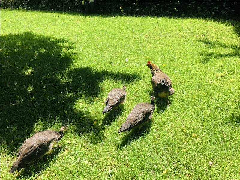 2只老母鸡孵出八只蓝孔雀,云南一高校母鸡孵出孔雀