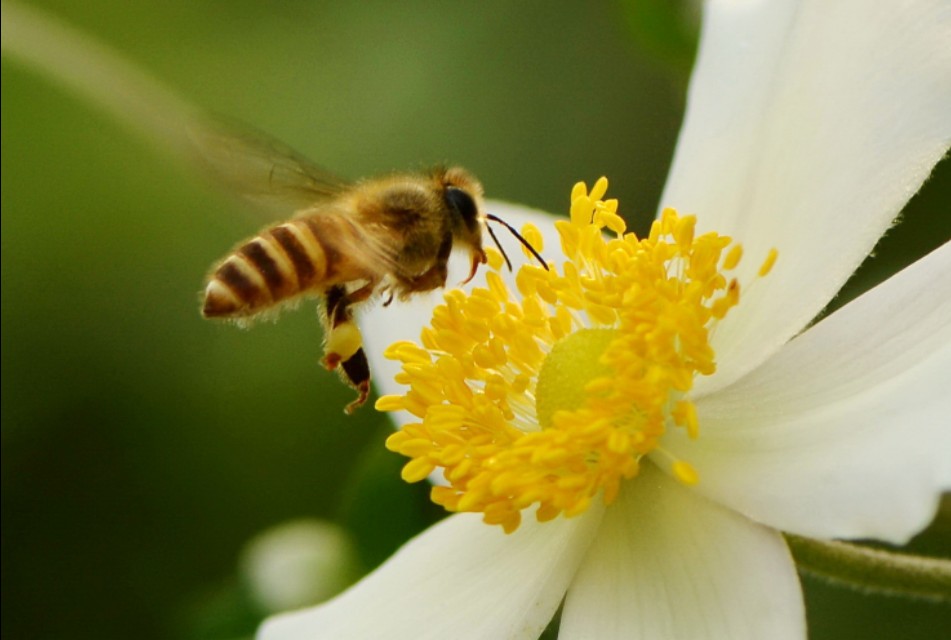 蜜蜂的美丽高清图片大全,蜜蜂高清照