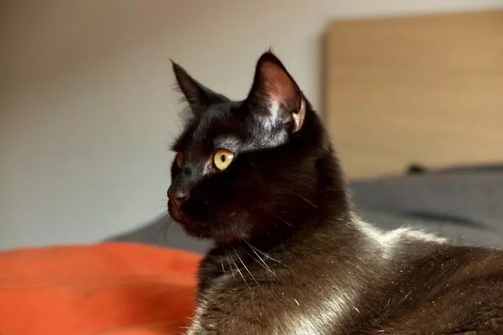 黑猫是不是特别的稀有,黑猫真的看不清吗