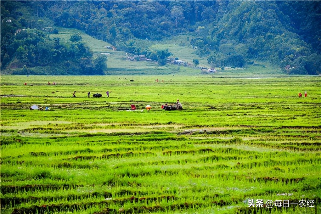 合作社补贴多还是家庭农场补贴多,农民专业合作社有什么补贴政策