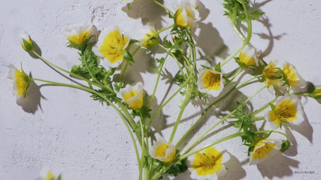 fresh白松露面膜吐槽,fresh面膜199