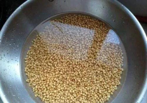 野钓大板鲫爆护视频,野钓大鲤鱼的绝招视频