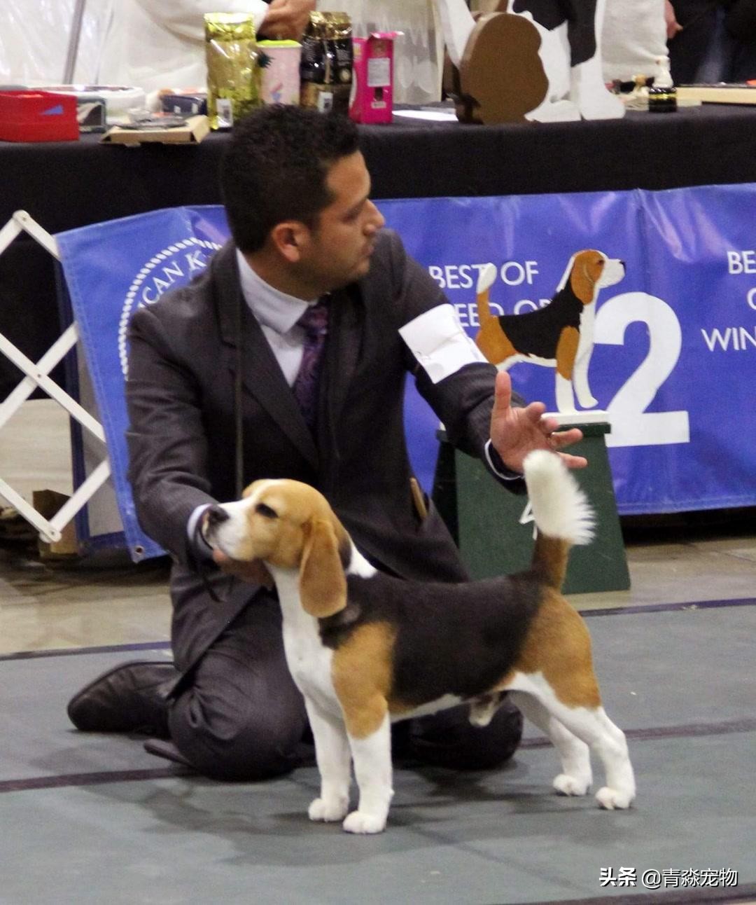 狗狗吃撑了呕吐拉稀怎么办,狗狗感冒了呕吐喂什么药好