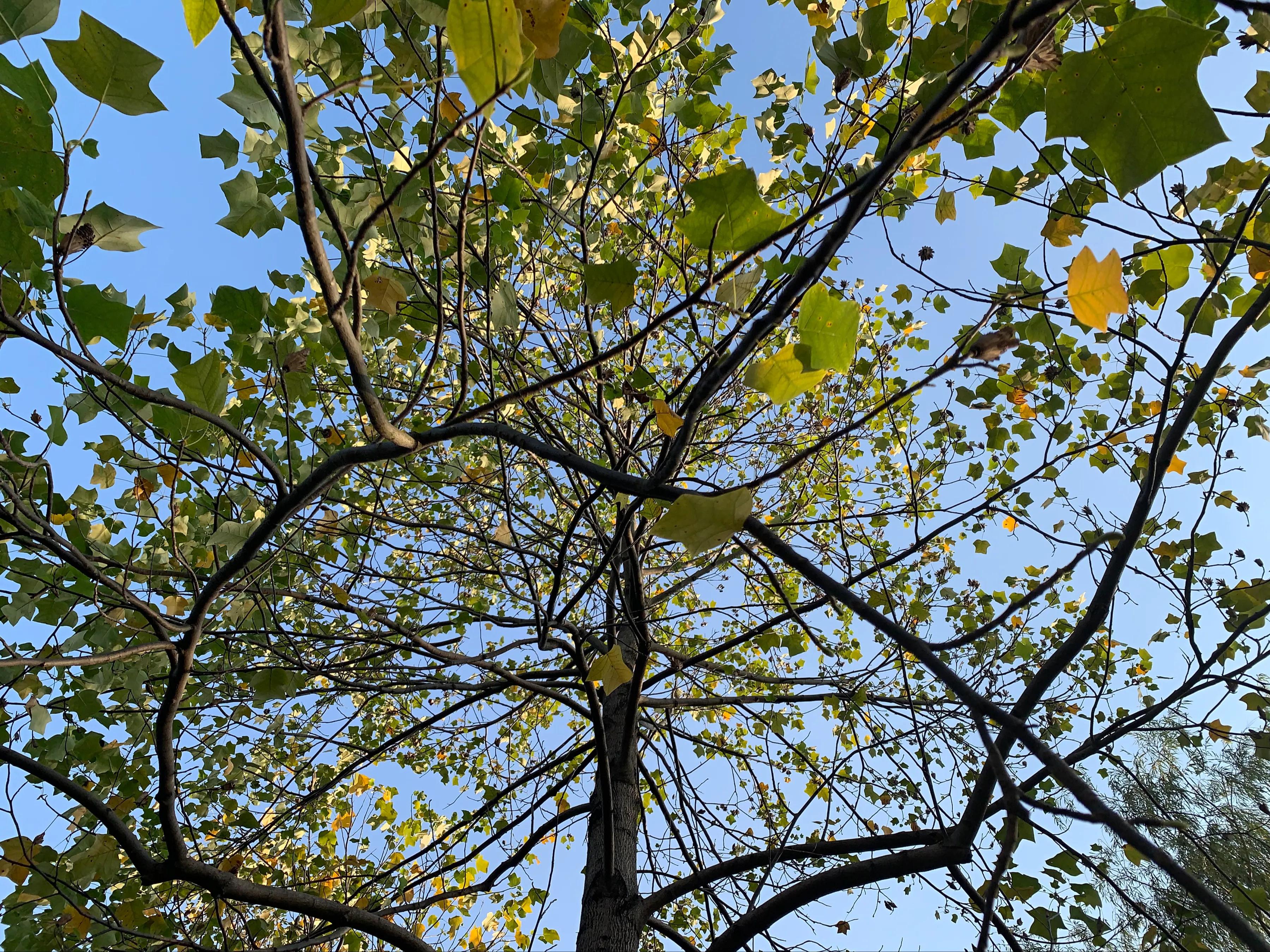 像鹅掌楸的树,小叶鹅掌楸大树