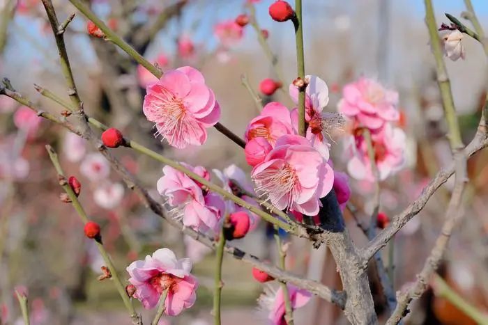 有一种春天叫西安的春天,西安古都的春天在哪里