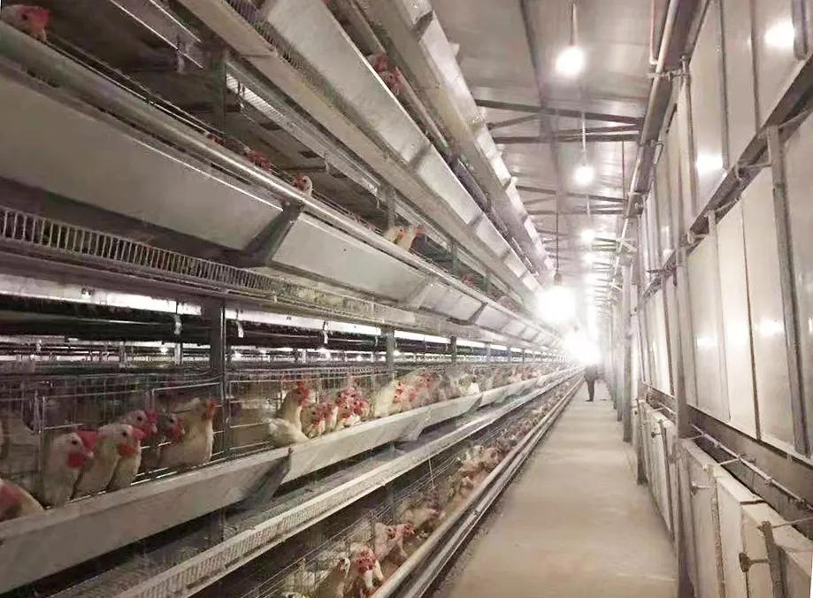 蛋鸡行业的发展方向,蛋鸡行业的未来发展方向