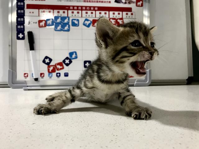 吸猫的科学依据来了,教你如何获得一只猫