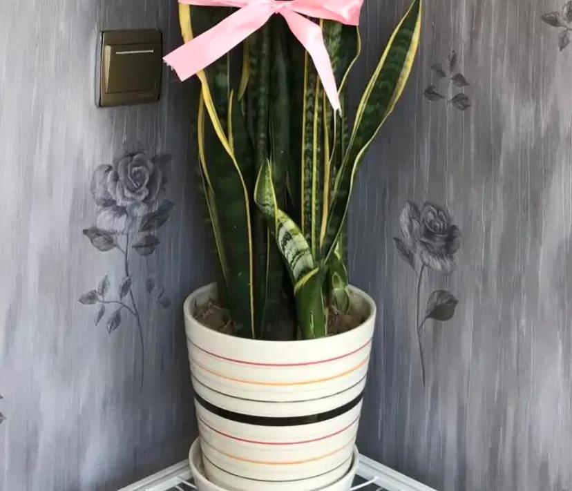 虎皮兰老是发侧芽怎么办,虎皮兰发的侧芽怎么办