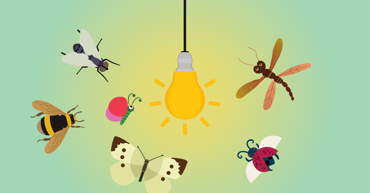 蟑螂为什么喜欢在插座底下下崽,蟑螂为什么喜欢钻入耳朵