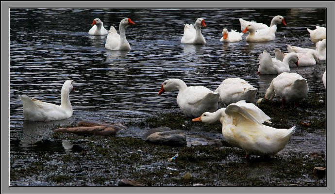 鸭病大全及治疗方法,鸭病诊疗技巧