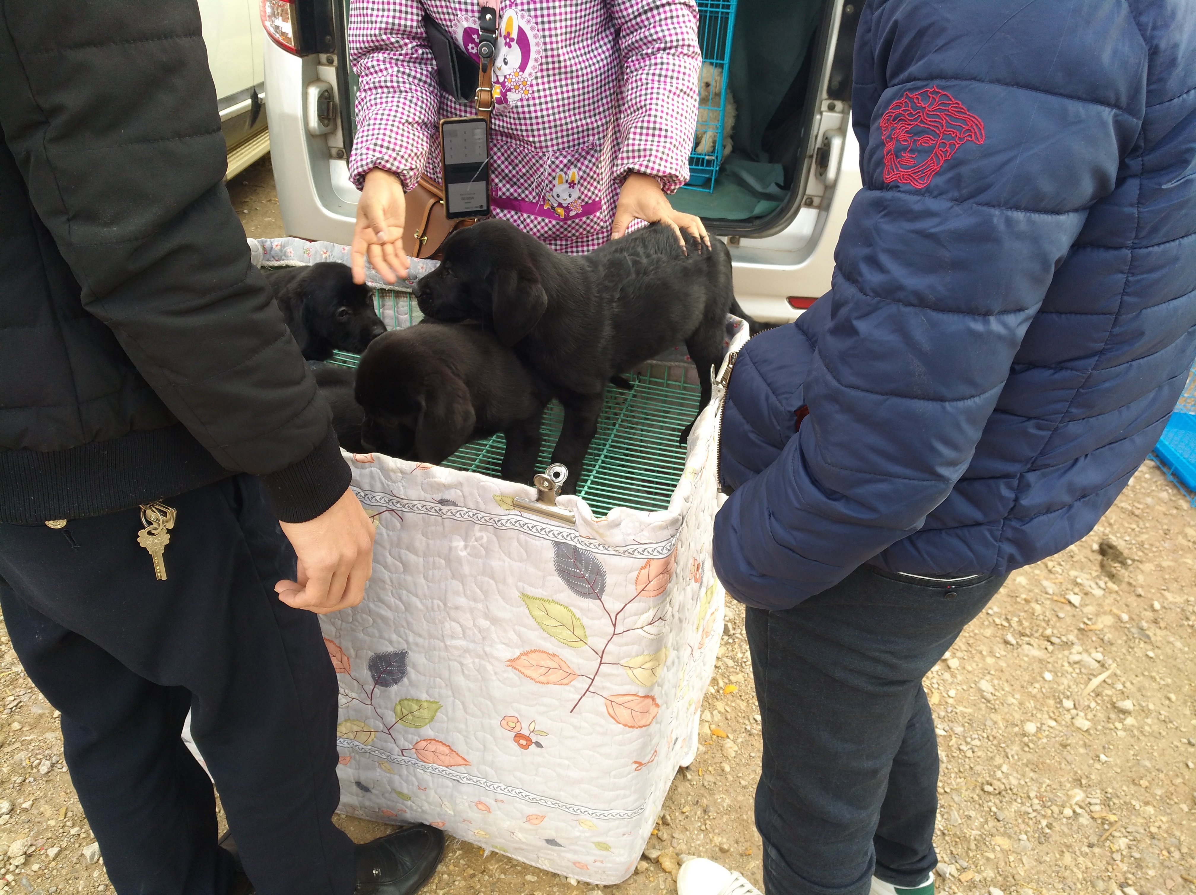 拉布拉多走丢被狗贩子捉到,拉布拉多犬走丢又找到家了