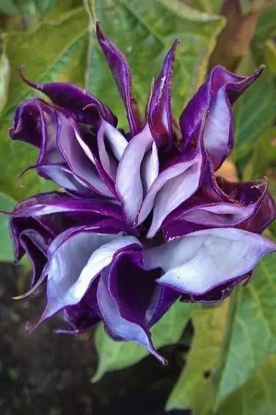 世界顶级奇花异卉,100种奇花异草图