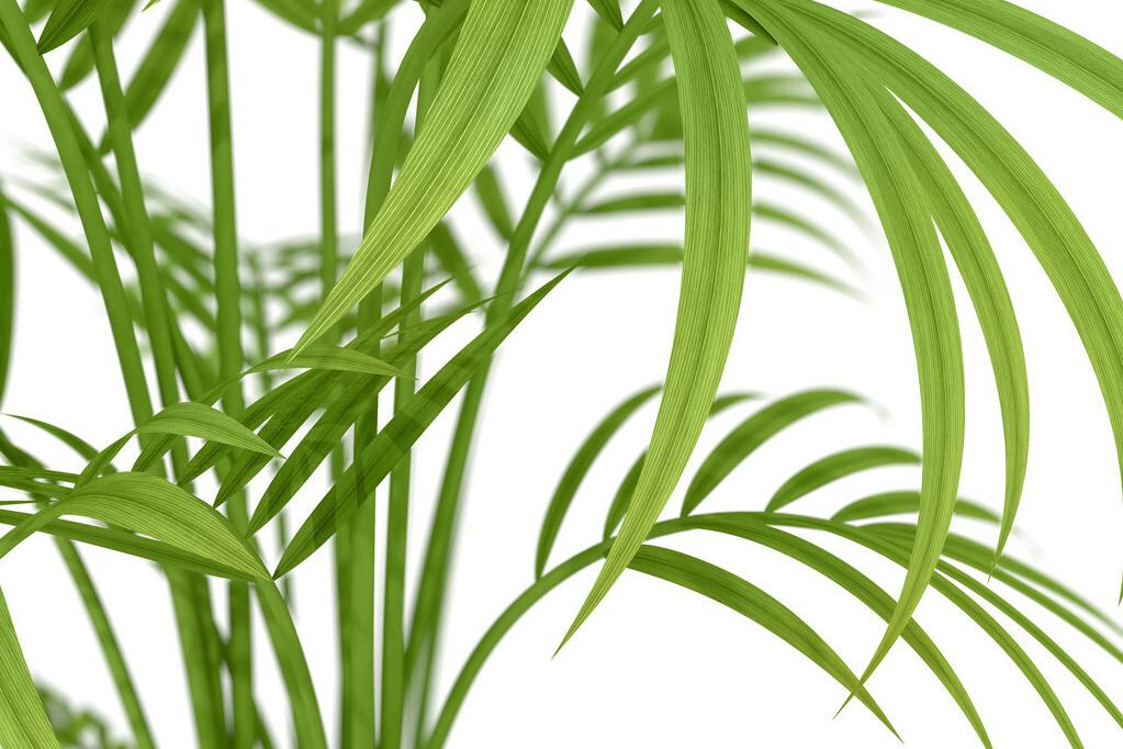 小叶凤尾竹变黄干叶怎么办,凤尾竹干枯了怎么打理