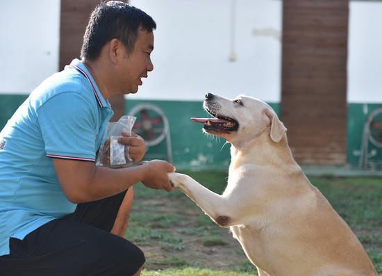 专门培训狗狗,狗狗训练中心培训基地训狗