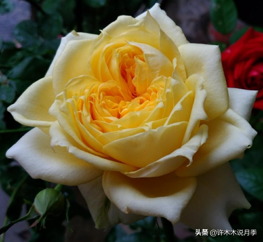 月季扦插发芽又枯萎是什么原因,月季扦插的都发芽了怎么就蔫了