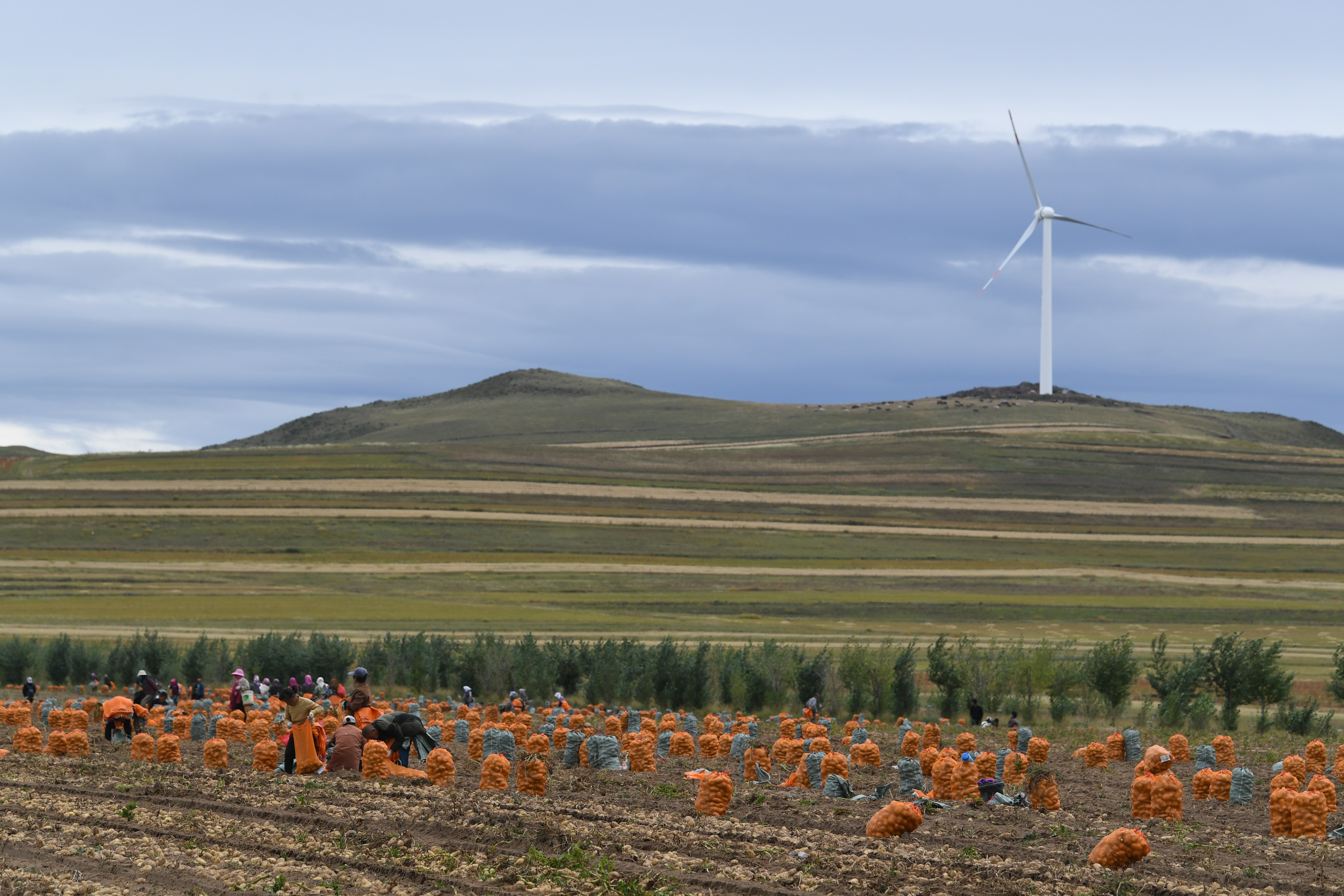 砚山平远土豆喜获丰收图,丰收的土豆