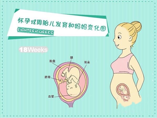 怀孕18周真实胎儿图片,怀孕18周胎儿和什么一样大