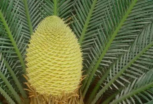 恐龙时代的化石植物,恐龙活化石植物