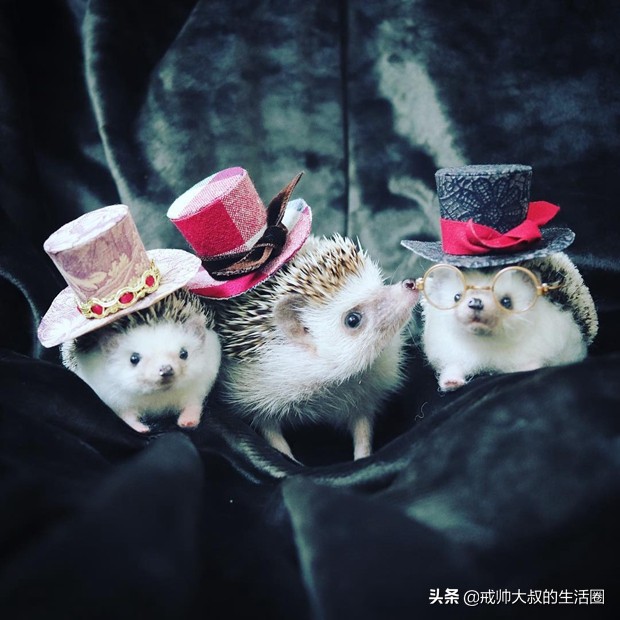 小刺猬到底有多可爱,很可爱的小刺猬有哪些