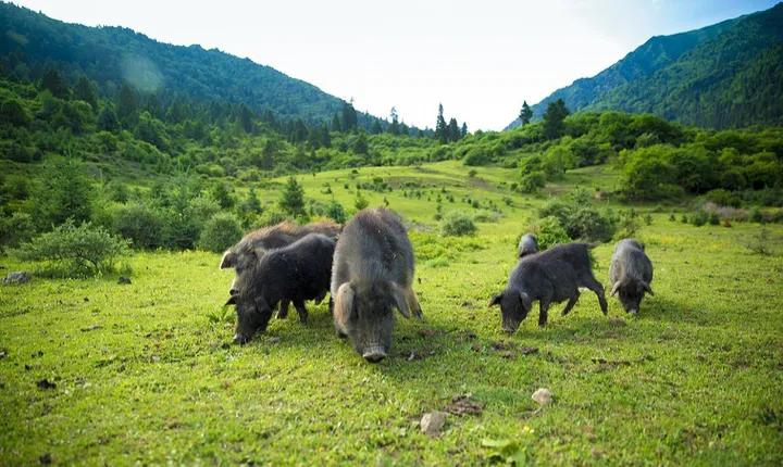 有哪些产地在中国的顶级食材？