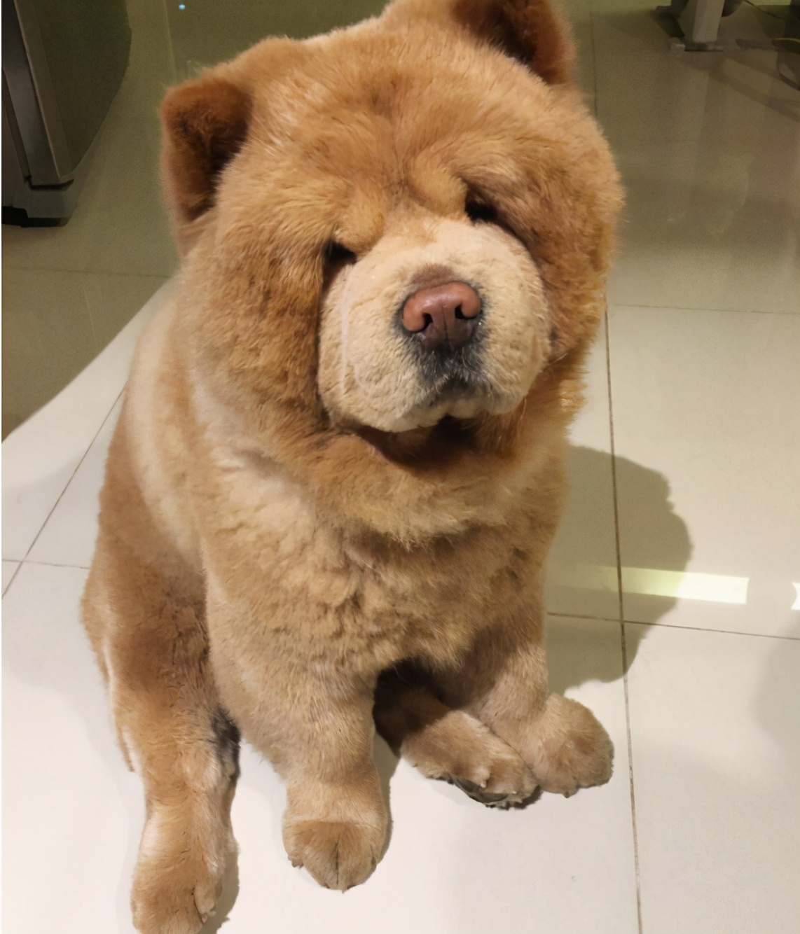 再穷也要养这三种宠物狗,最不挑食的是哪几种狗