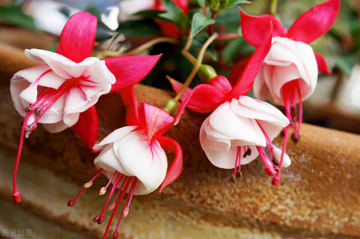 那些令人赞叹的庭院花卉,5种庭院生活方式的花卉