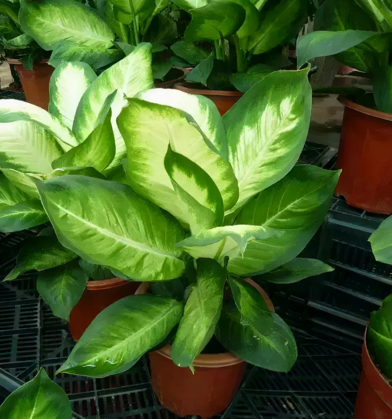 100种最毒的毒花,20种有毒的大毒花