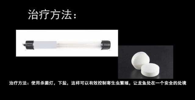 寄生虫容易导致龙鱼趴缸么,龙鱼寄生虫如何去除最有效
