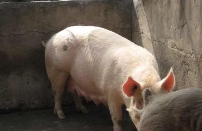 母猪配种最佳时间，新手了解一下