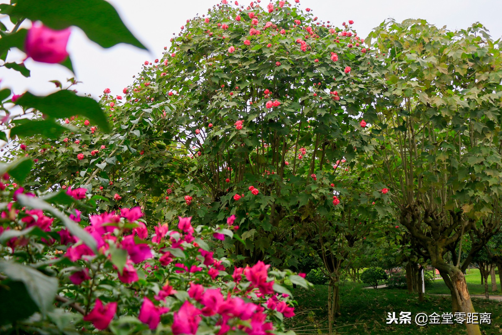 成都文理学院出来怎么样,成都文理学院金堂是本科吗