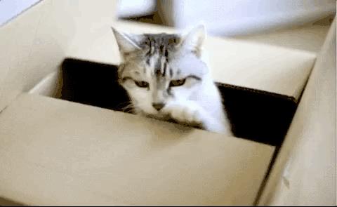 铲屎官最爱的客厅方案,铲屎官最满意的卧室装饰