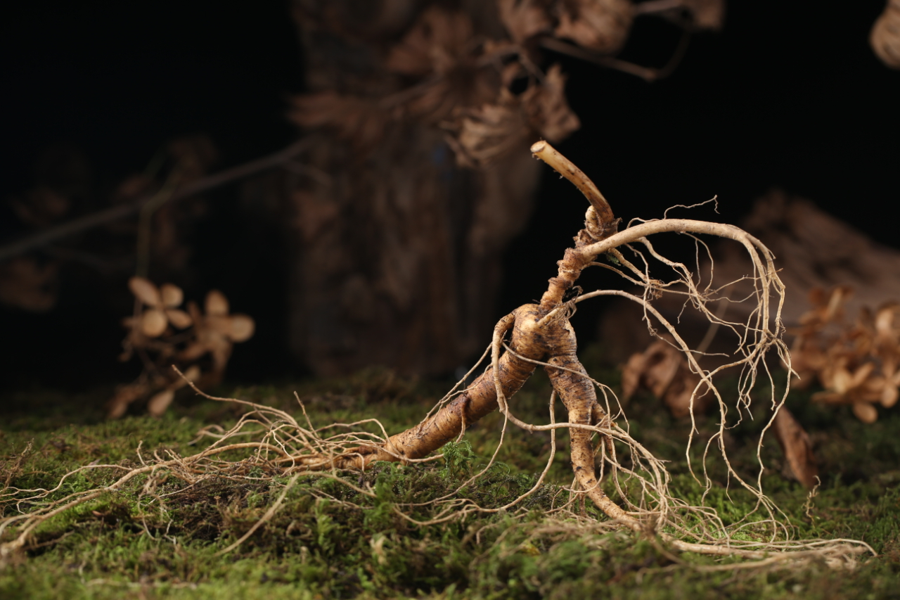 山参文化,野山参非遗