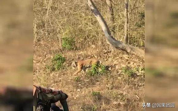 虎王拉贾孩子,虎王拉贾儿子怎么死的