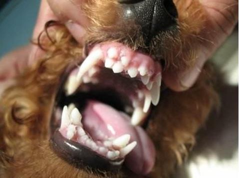 泰迪脏了是什么样子,泰迪脏