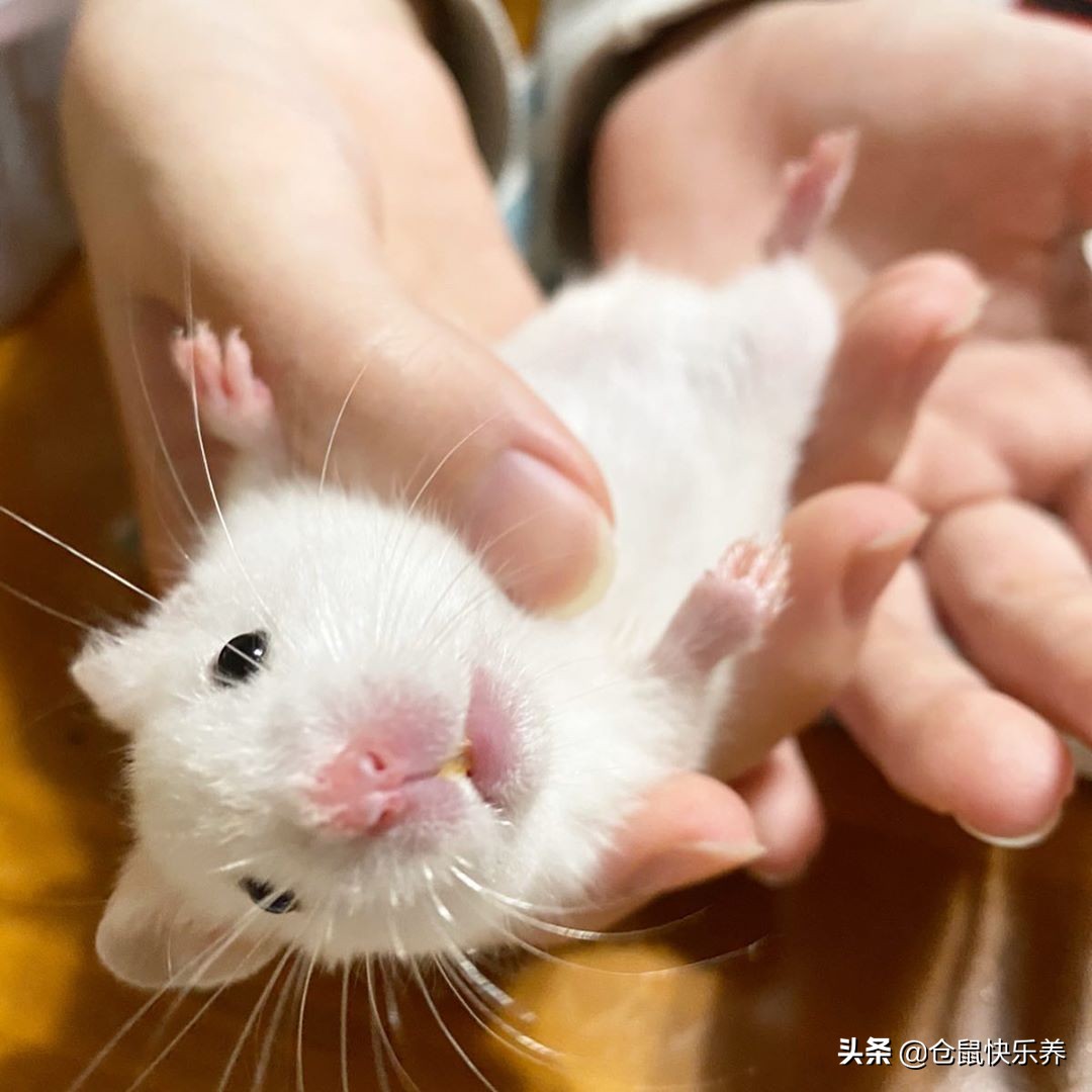 仓鼠离家出走的素材,仓鼠离家出走