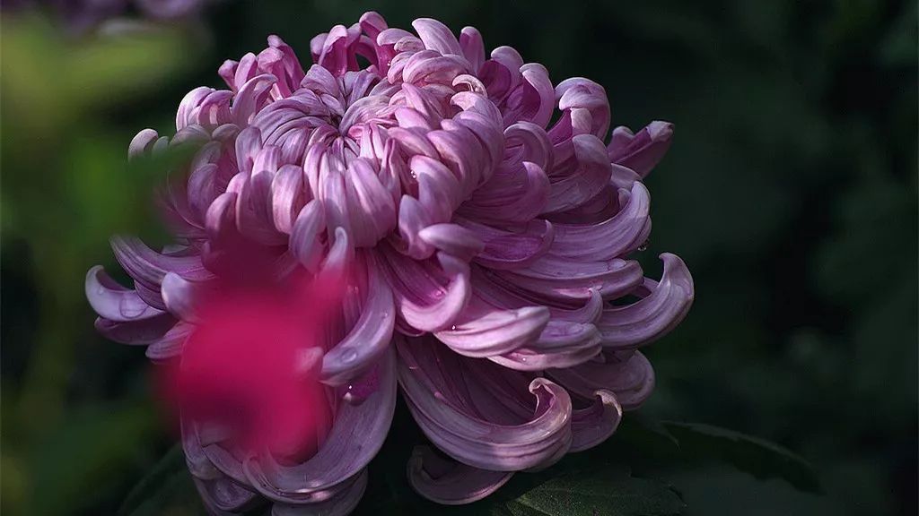 深秋时节的菊花展诗情画意,秋日赏菊30幅菊花图