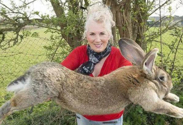 澳大利亚的野兔为什么会泛滥成灾,澳洲人怎么吃野兔的