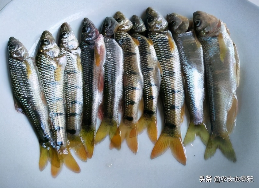 对水质要求极高的野生鱼,对水质要求高的野生淡水鱼